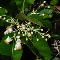 Calophyllum inophyllum L.